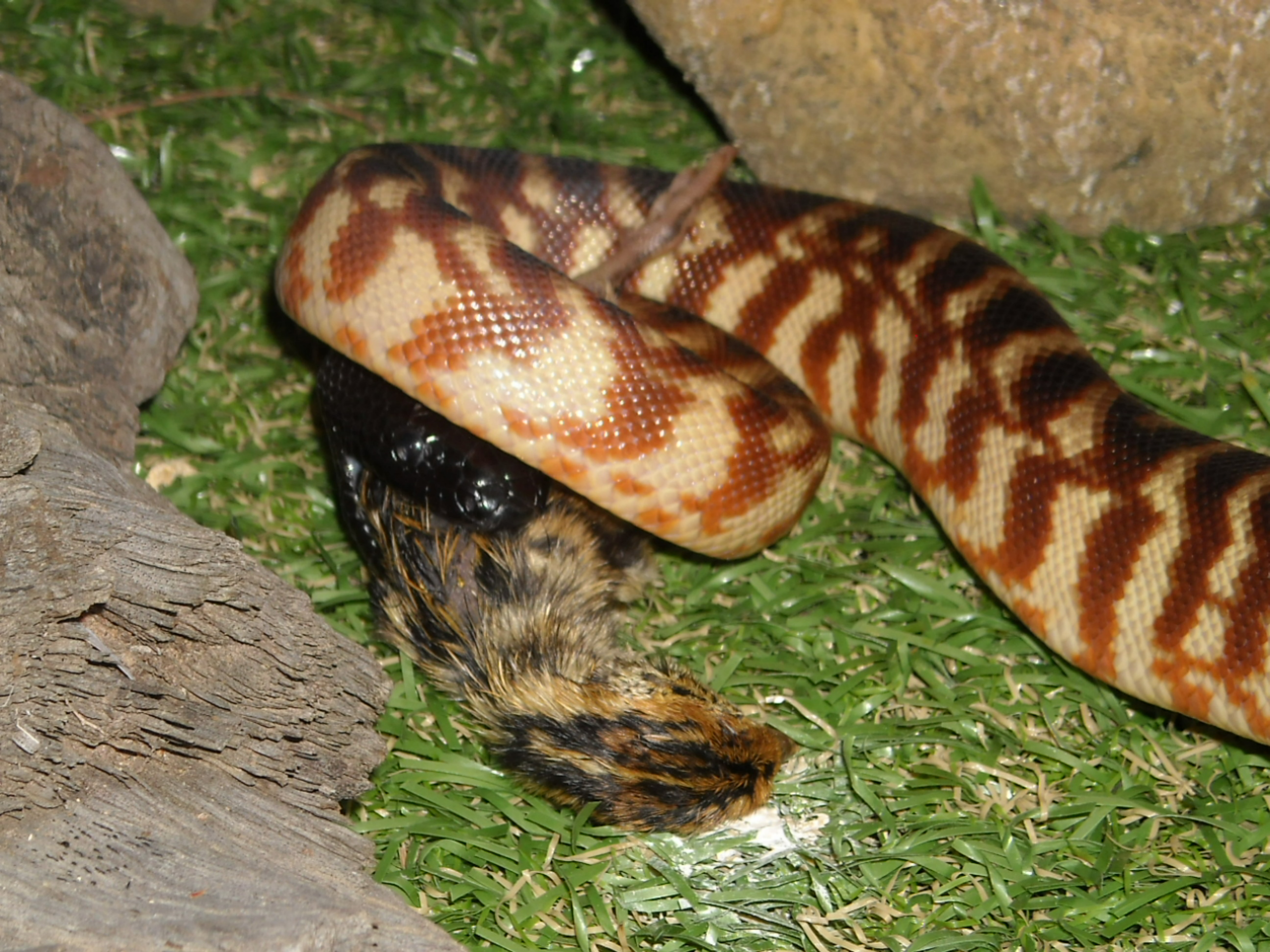 Favorite Australian python? | Aussie Pythons & Snakes Forum